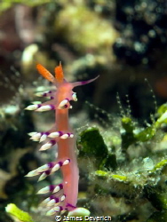 Get up stand up! Flabelina Expotata by James Deverich 
